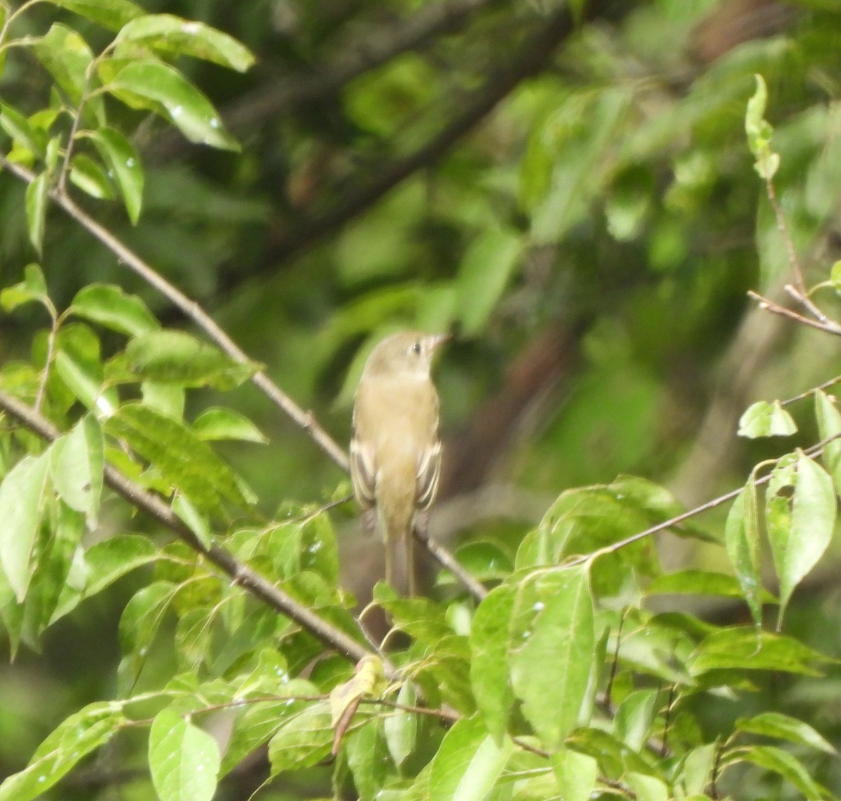 Least Flycatcher - ML641193486