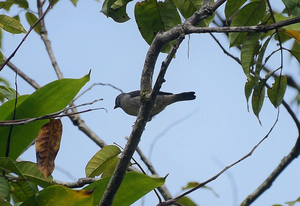Plain-colored Tanager - ML641193526