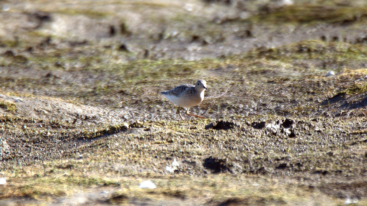 Buff-breasted Sandpiper - ML641193542