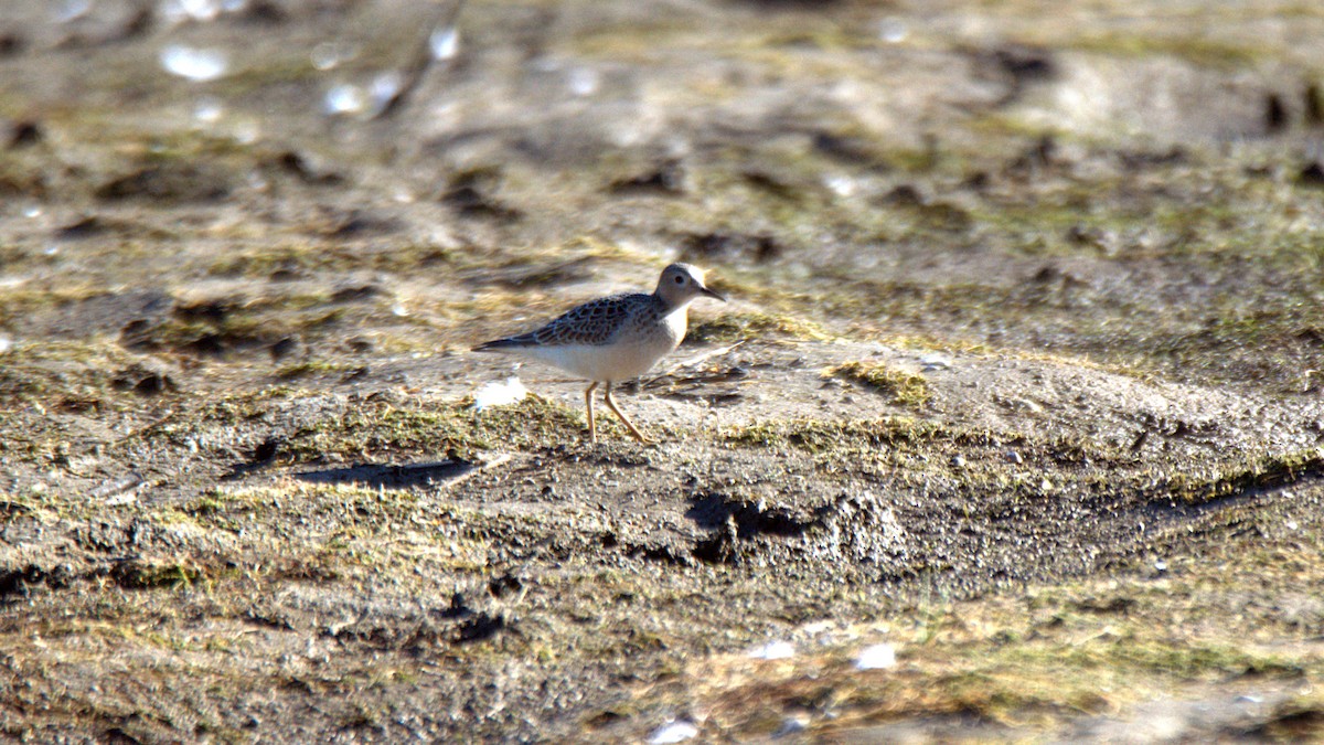 Buff-breasted Sandpiper - ML641193543