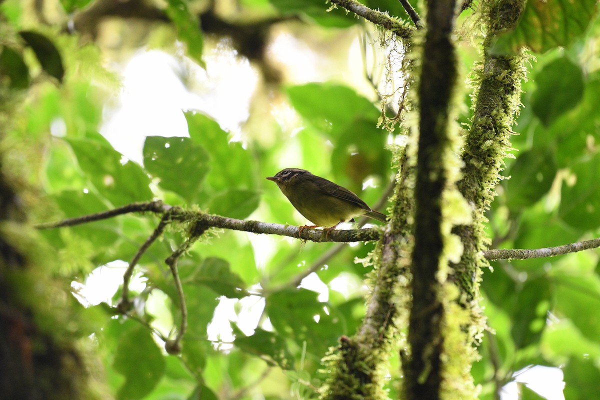 Costa Rican Warbler - ML641193553