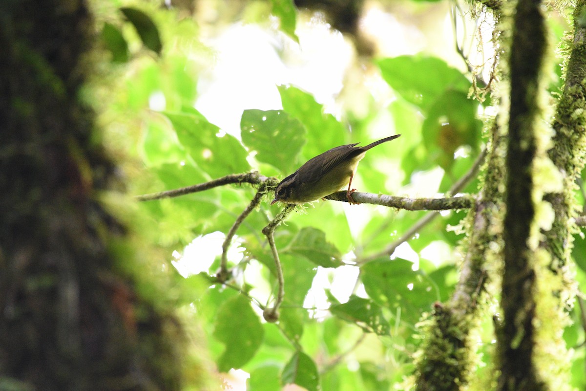 Costa Rican Warbler - ML641193554