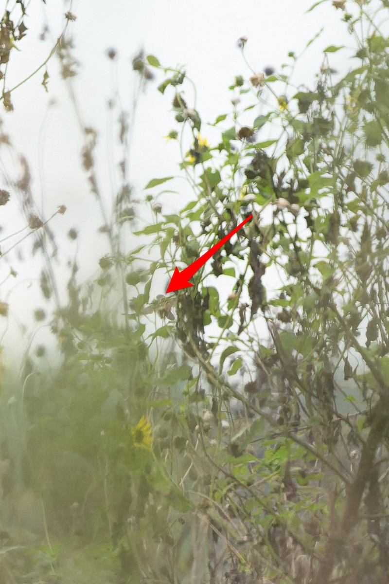 Northern Red Bishop - ML641193566