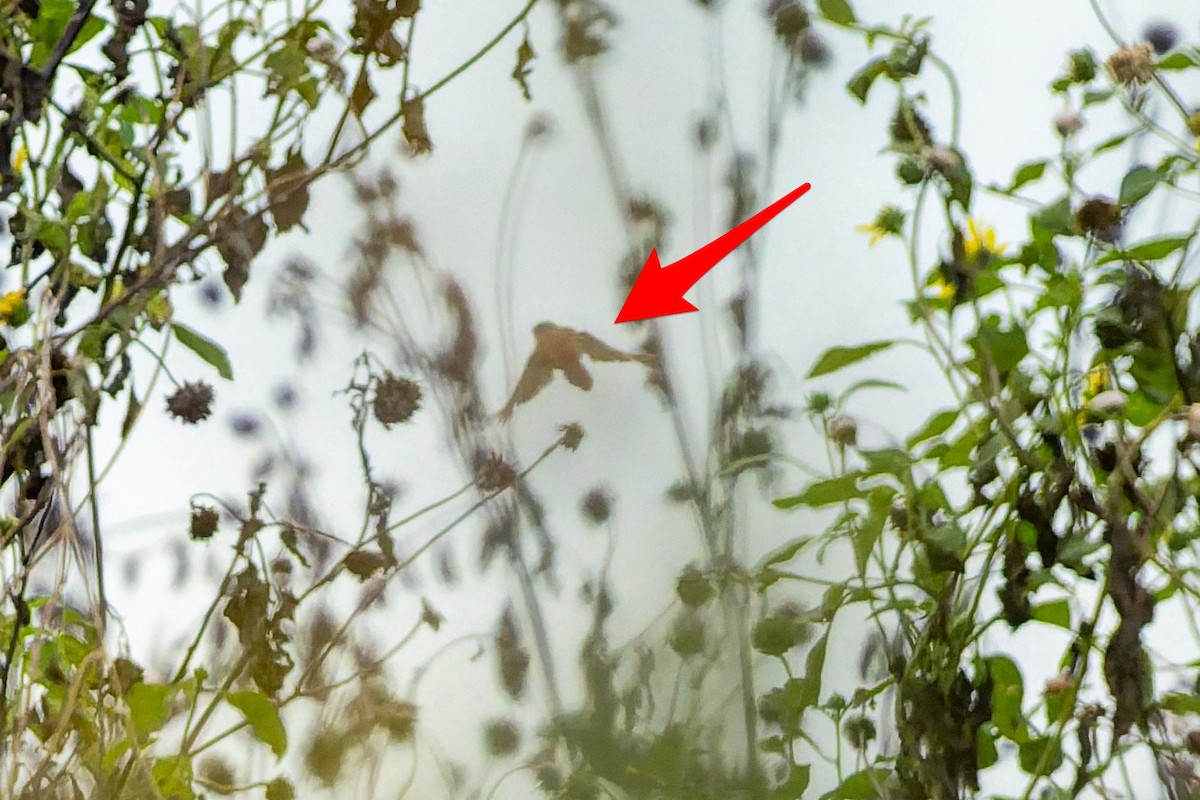 Northern Red Bishop - ML641193569