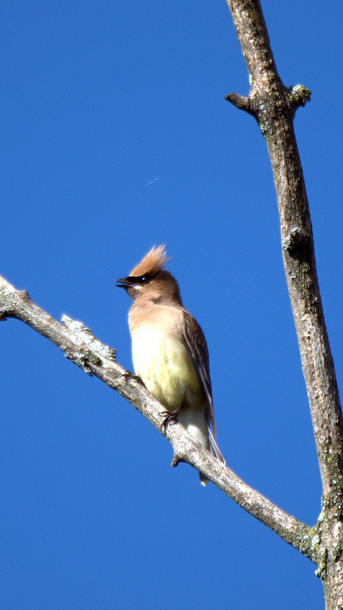 Cedar Waxwing - ML641193575