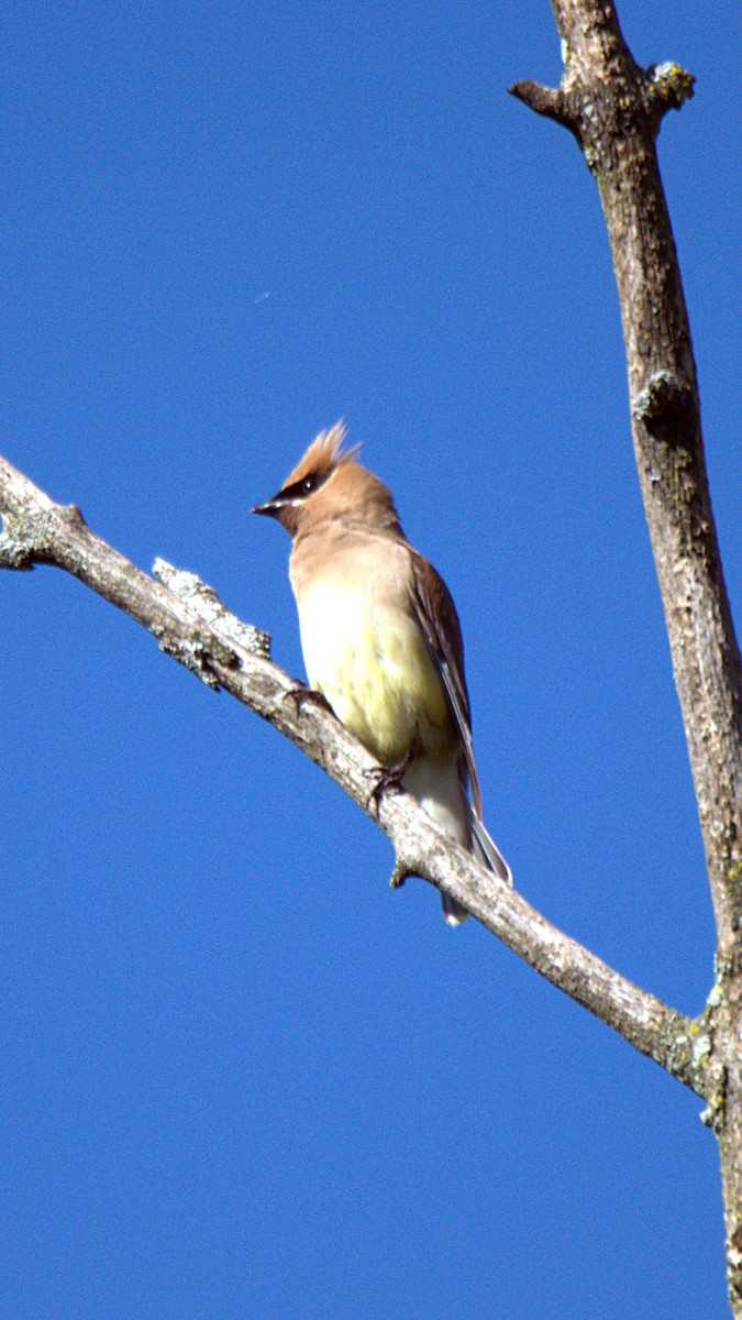 Cedar Waxwing - ML641193576