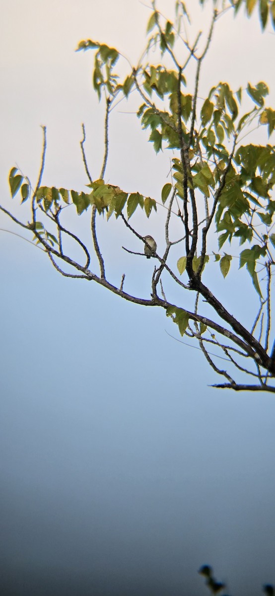 vireo sp. - ML641193580