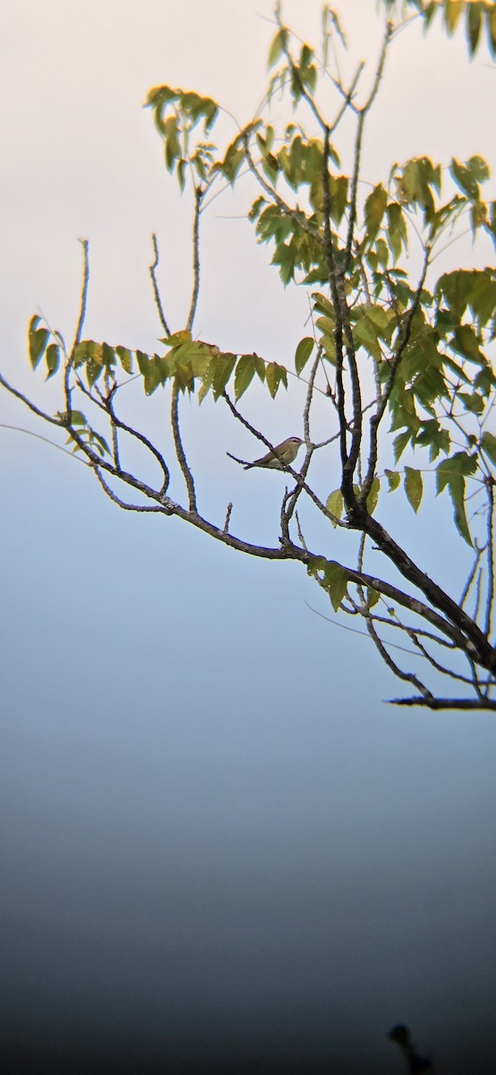 vireo sp. - ML641193581