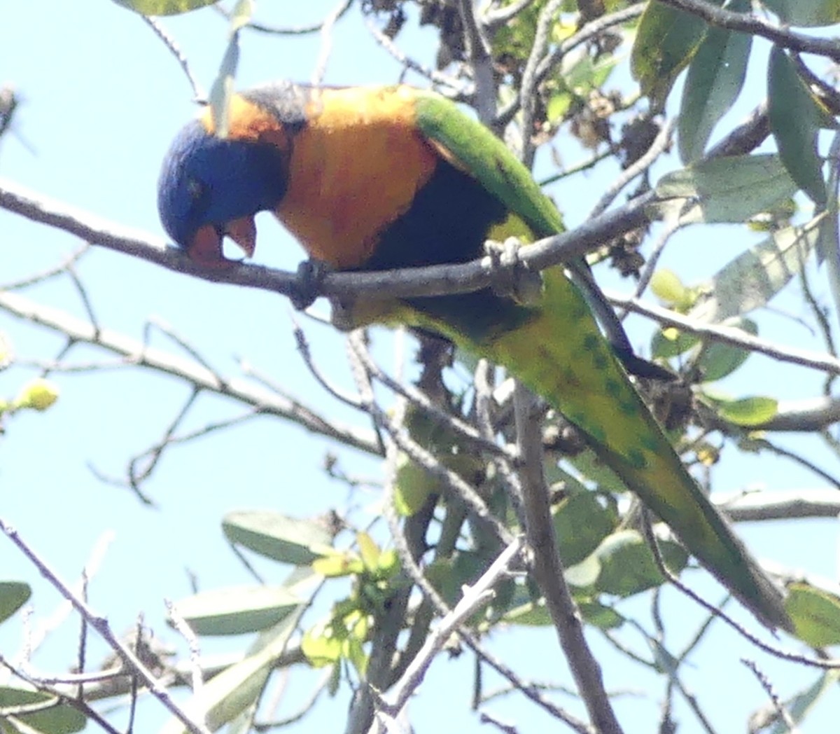 Red-collared Lorikeet - ML641193631