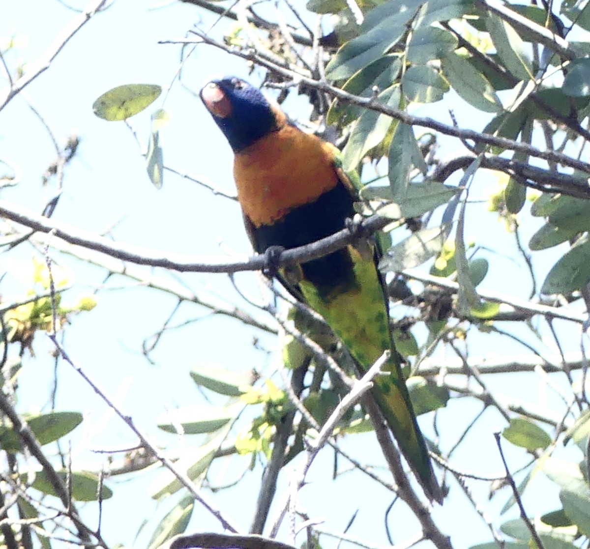 Red-collared Lorikeet - ML641193632