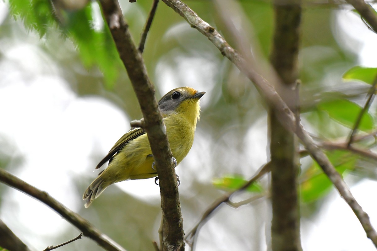 Wing-barred Piprites - ML641193640
