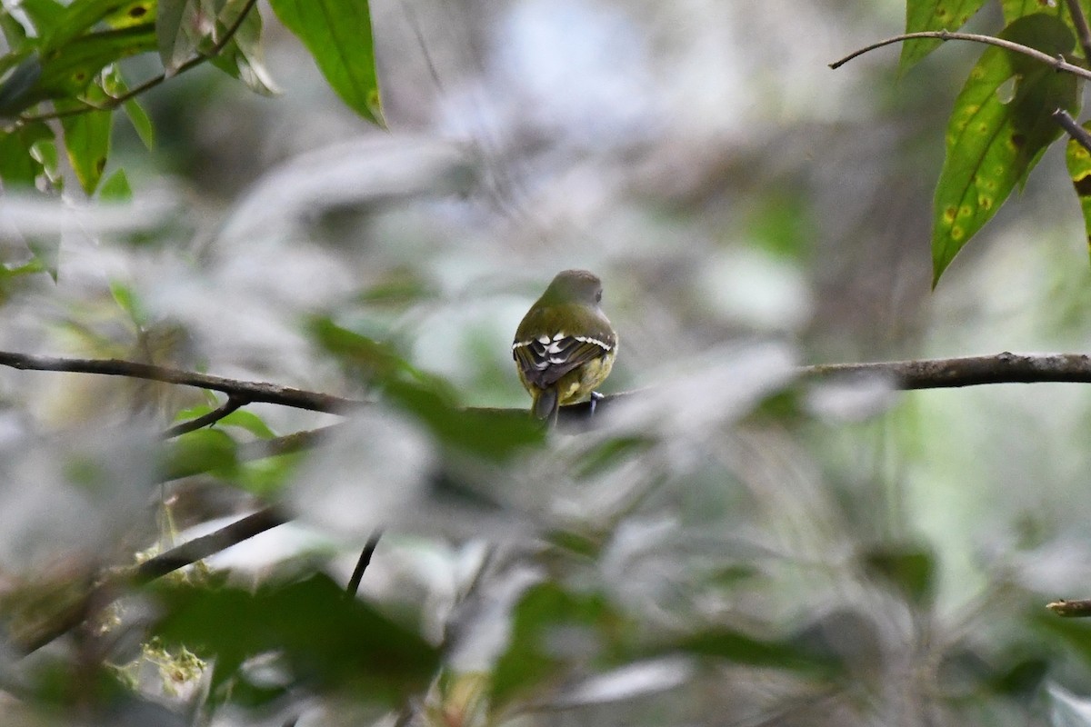Wing-barred Piprites - ML641193641