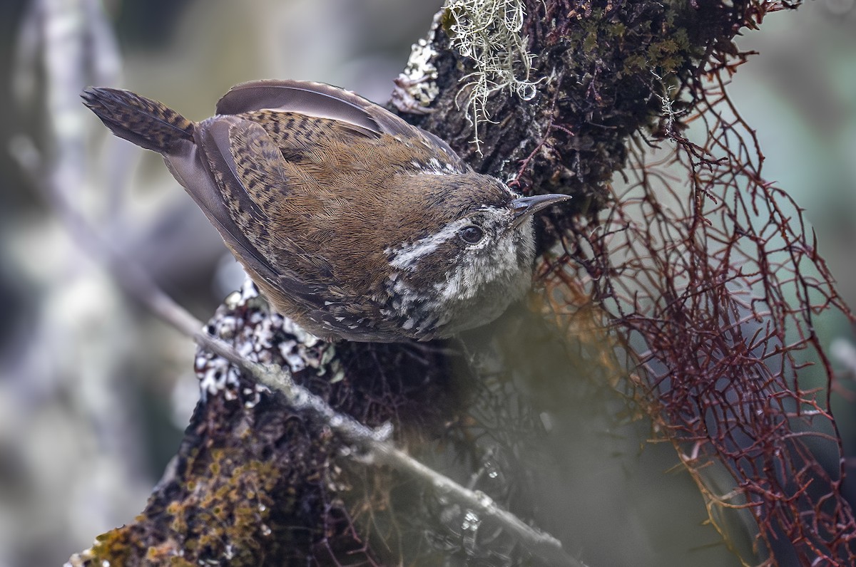Timberline Wren - ML641193662