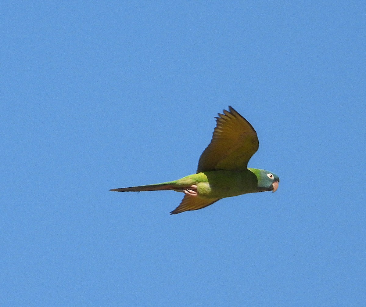 Blue-crowned Parakeet - ML641193694