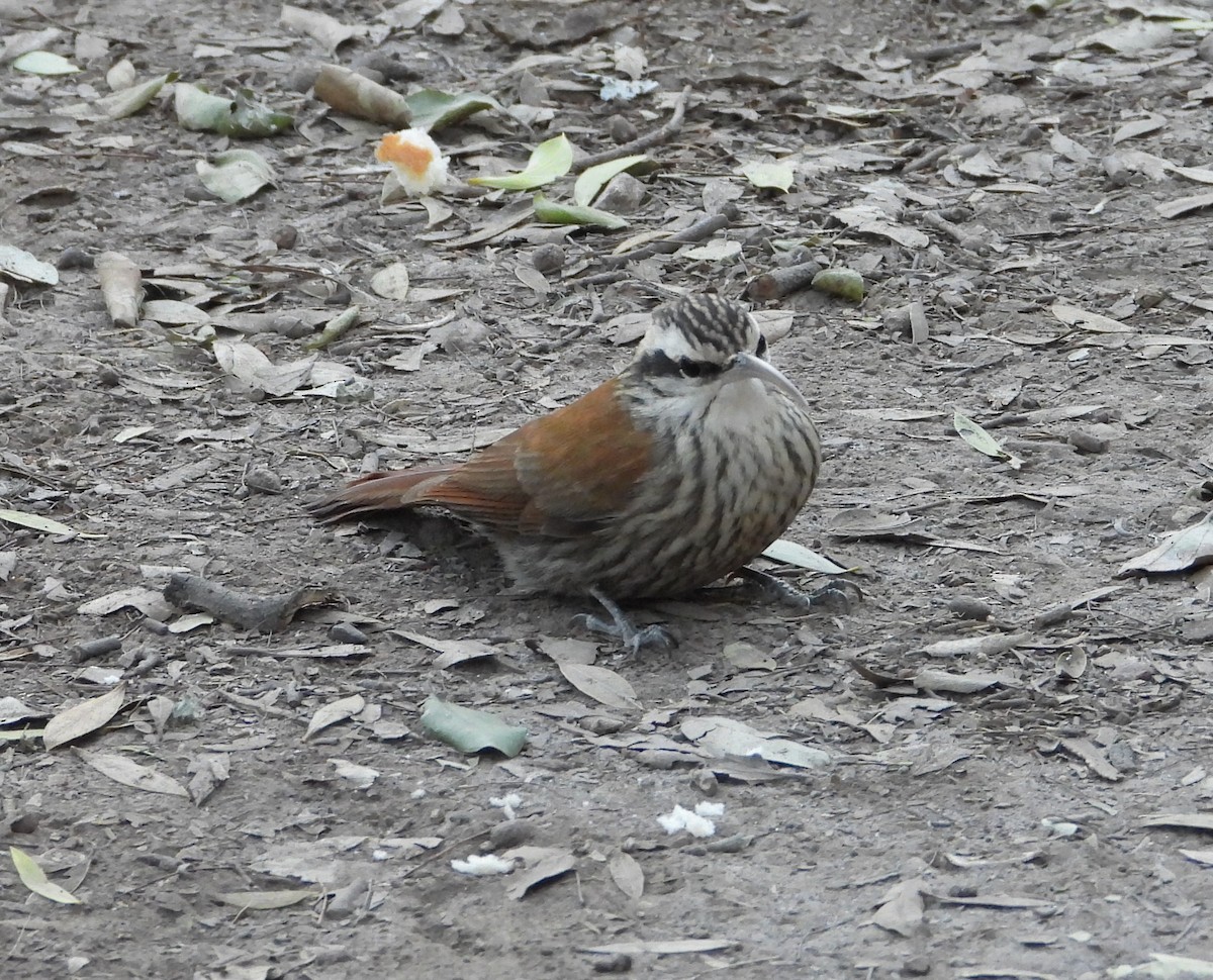 Narrow-billed Woodcreeper - ML641193721