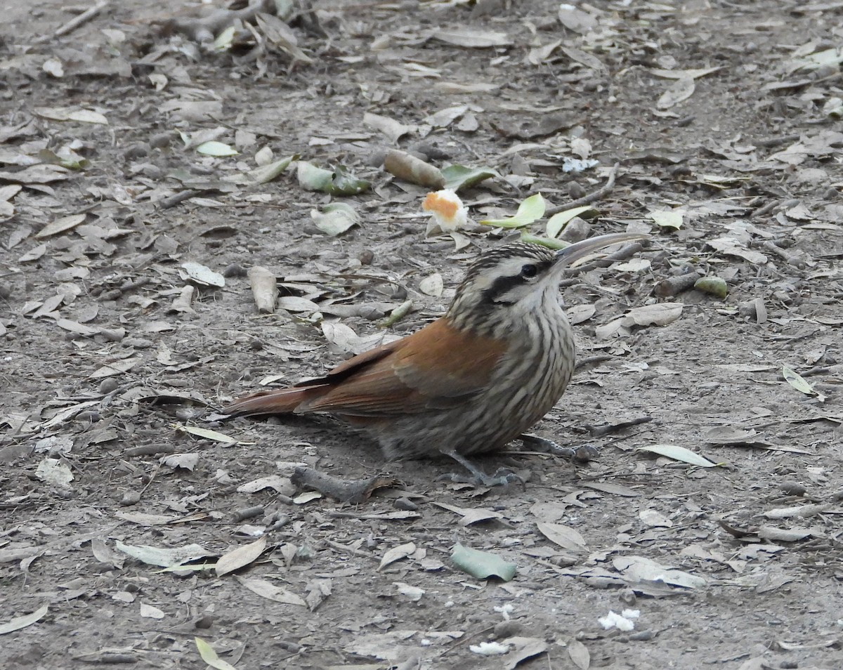 Narrow-billed Woodcreeper - ML641193722