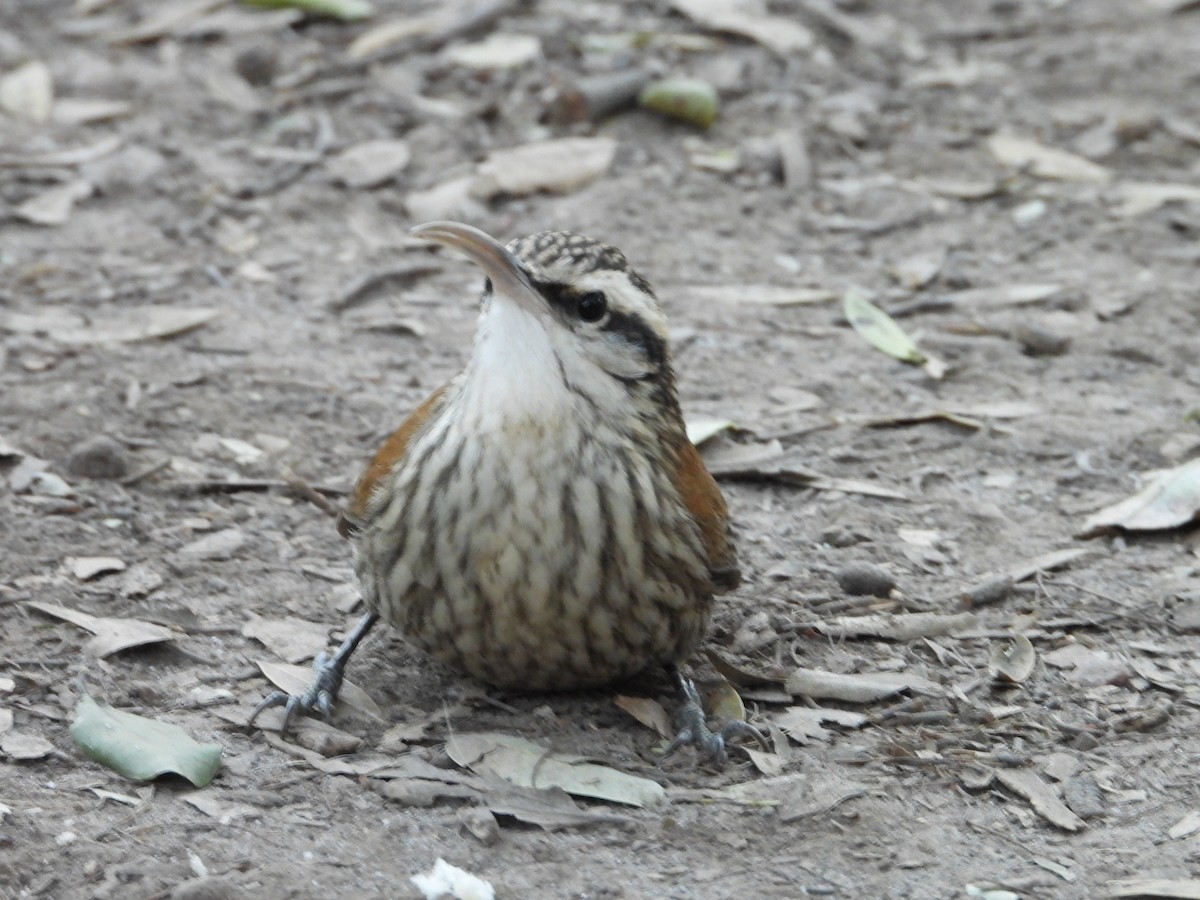 Narrow-billed Woodcreeper - ML641193723