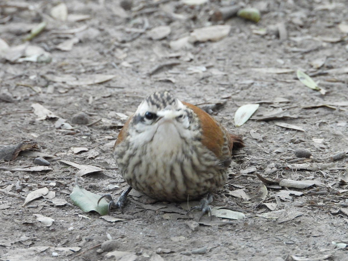 Narrow-billed Woodcreeper - ML641193724