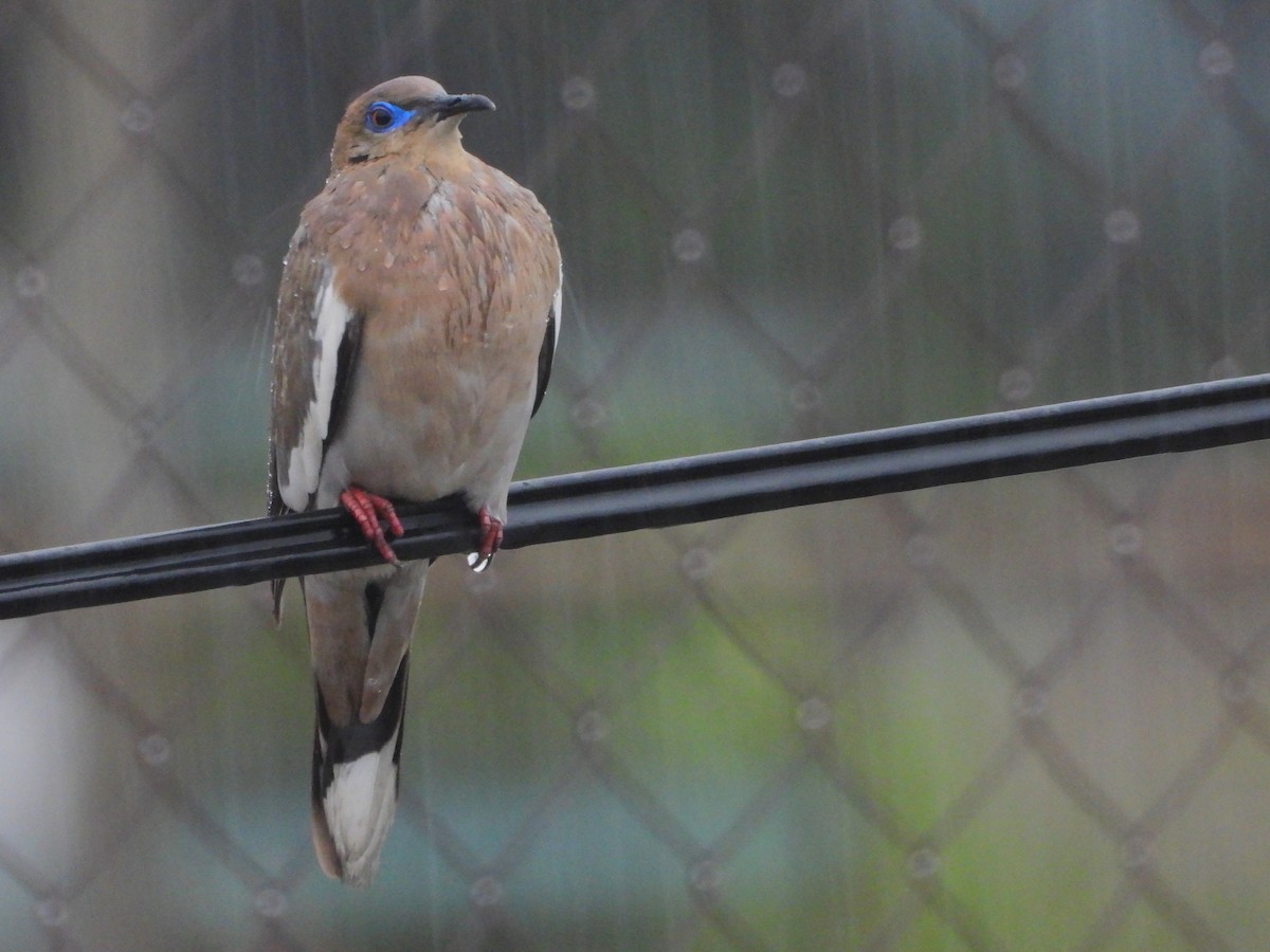 hrdlička bělavokřídlá - ML641193732