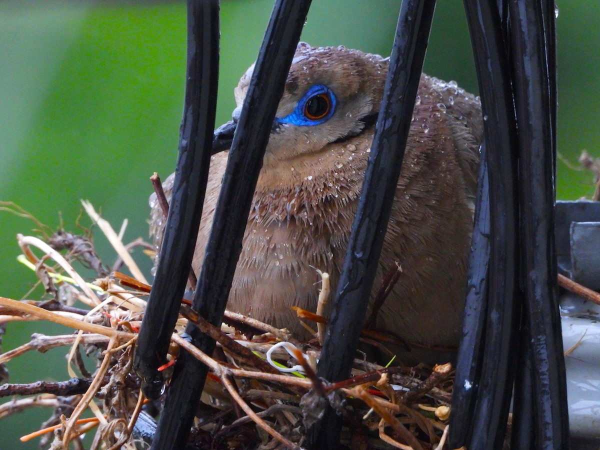 hrdlička bělavokřídlá - ML641193735