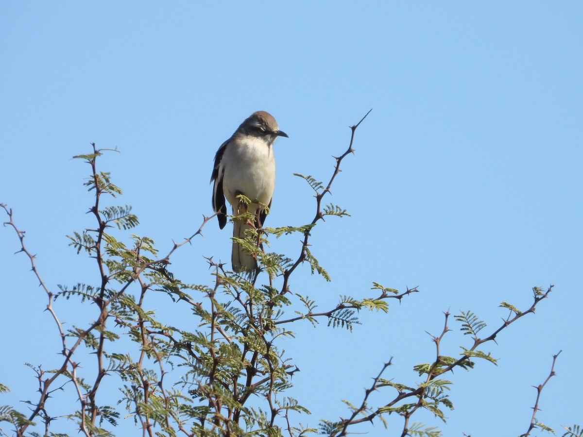 White-banded Mockingbird - ML641193762