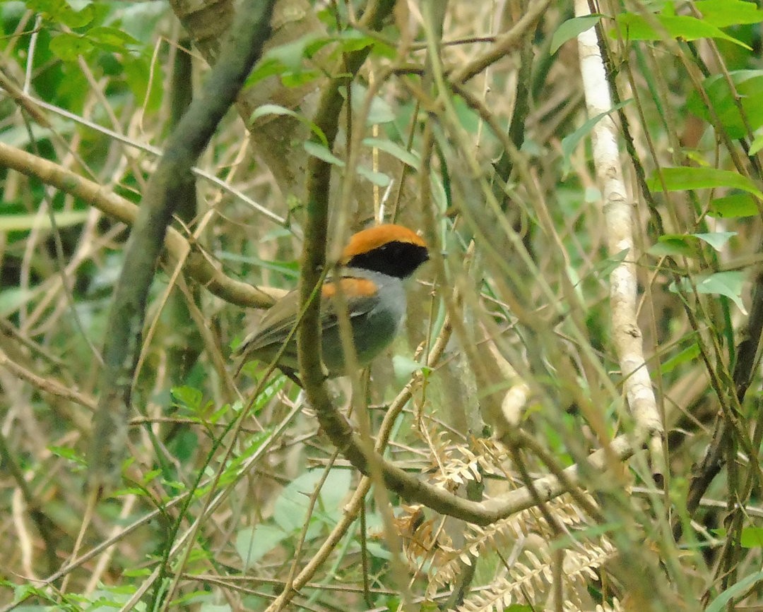 Black-cheeked Gnateater - ML641193772