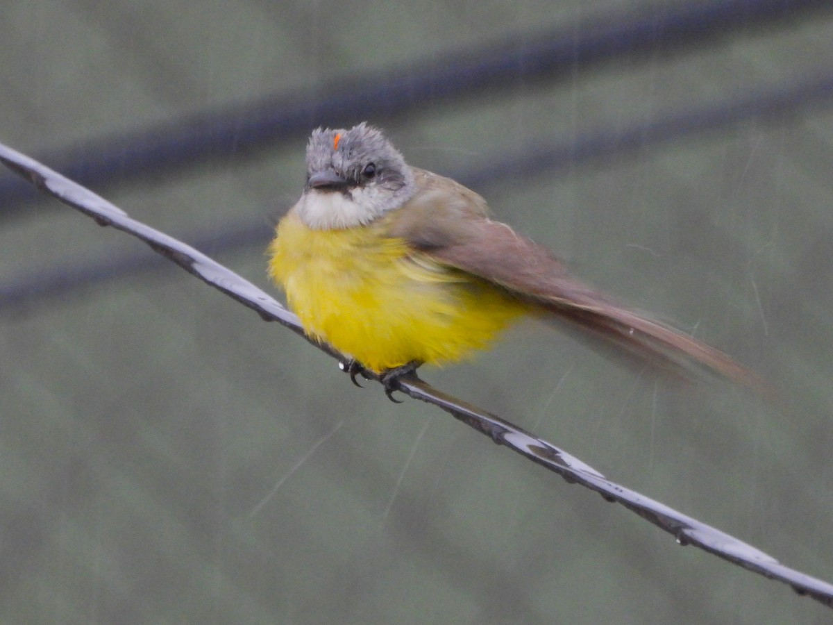 Tropical Kingbird - ML641193774