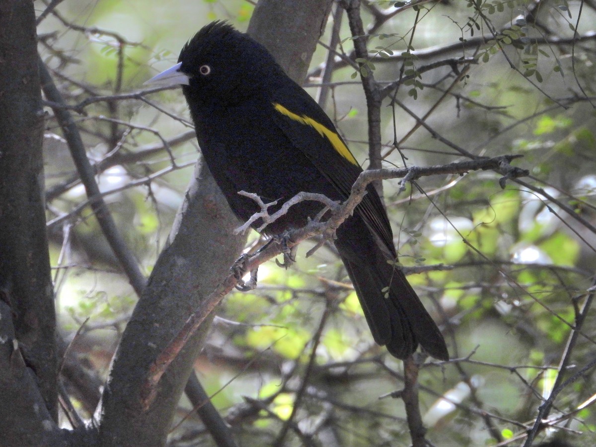 Golden-winged Cacique - ML641193785