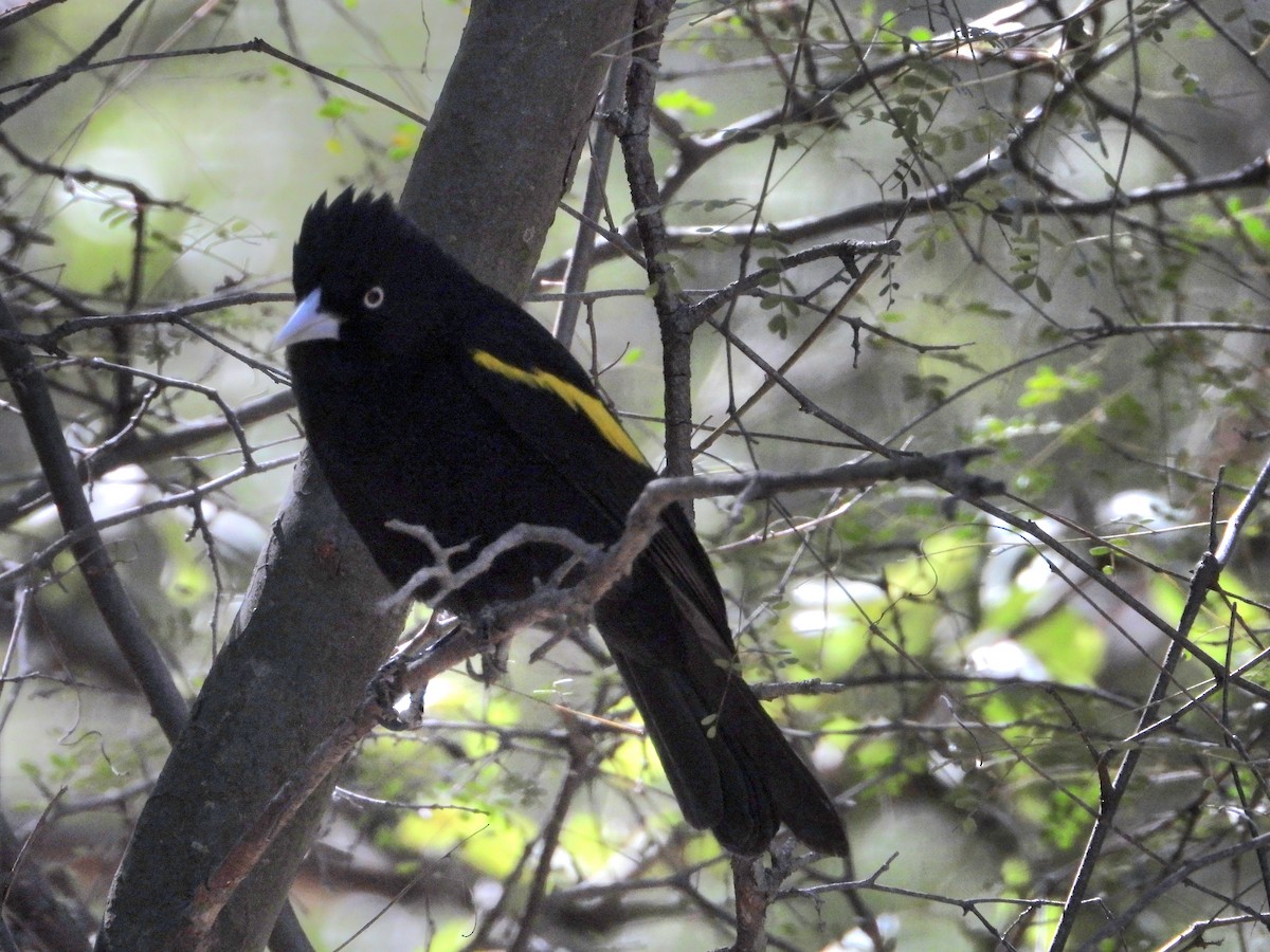 Golden-winged Cacique - ML641193786