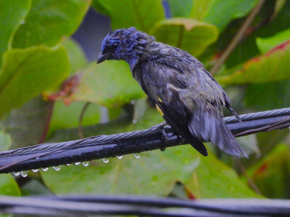 Yellow-winged Tanager - ML641193816