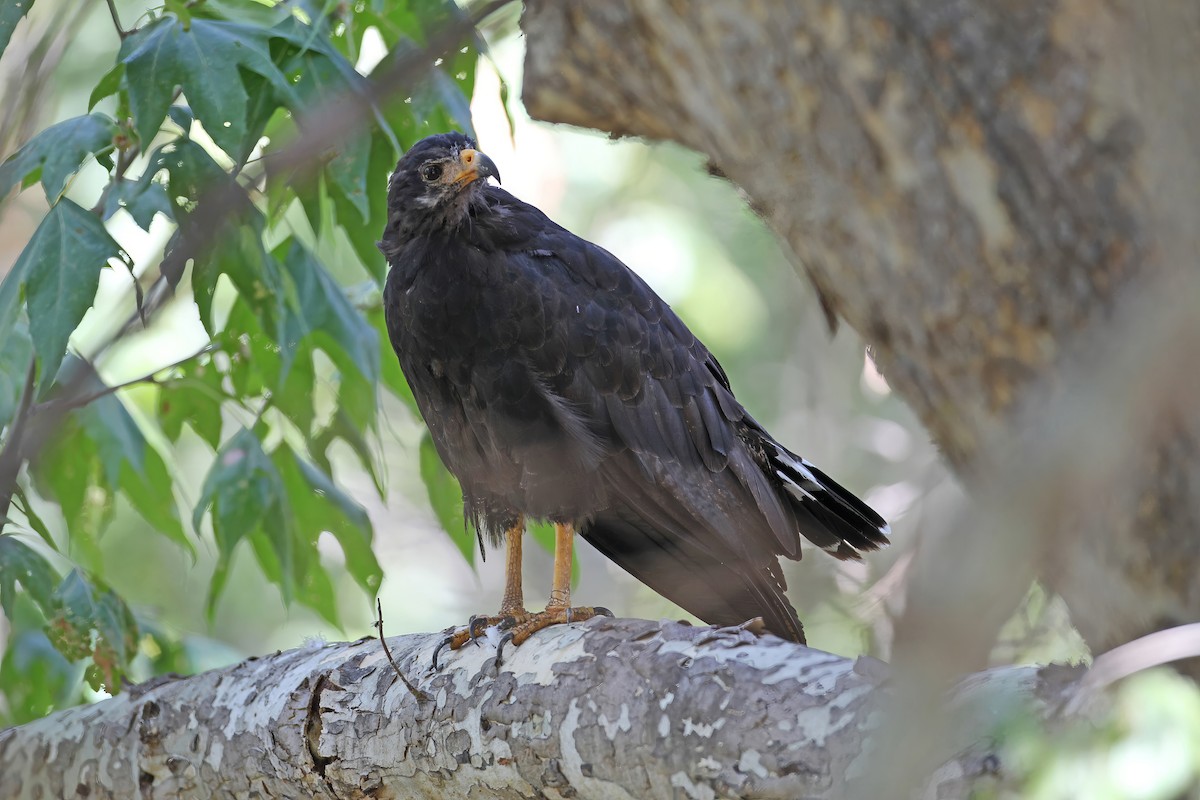 Common Black Hawk - ML641193826