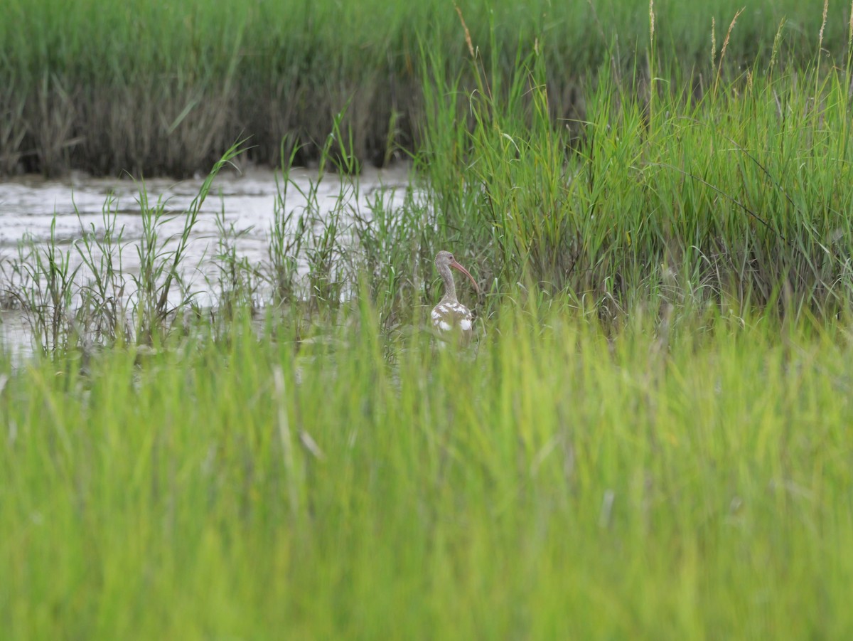 Ibis Blanco - ML641193841