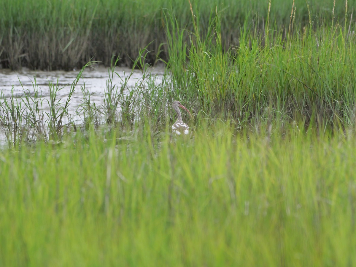 Ibis Blanco - ML641193842