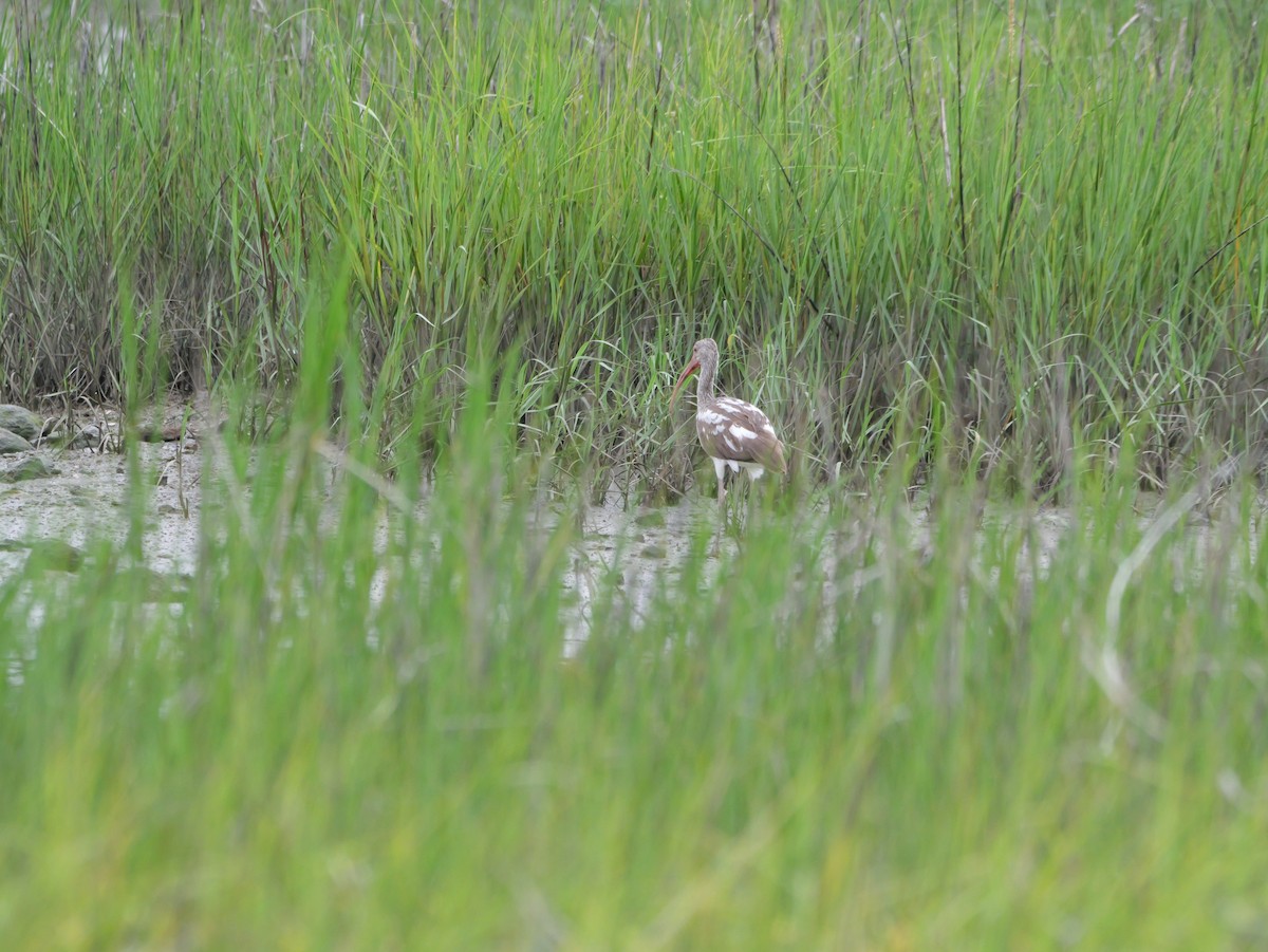 Ibis Blanco - ML641193843