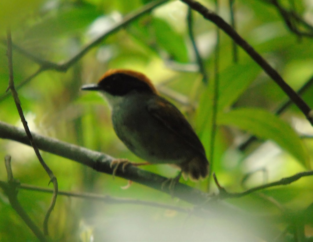 Black-cheeked Gnateater - ML641193851
