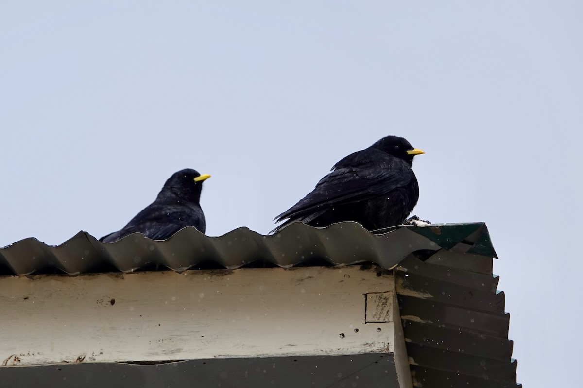 Yellow-billed Chough - ML641193858