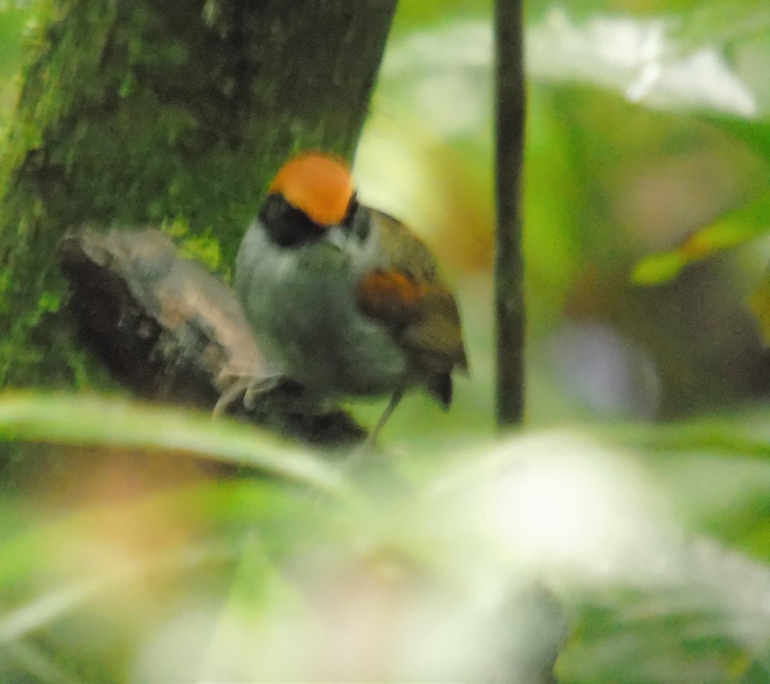 Black-cheeked Gnateater - ML641193931