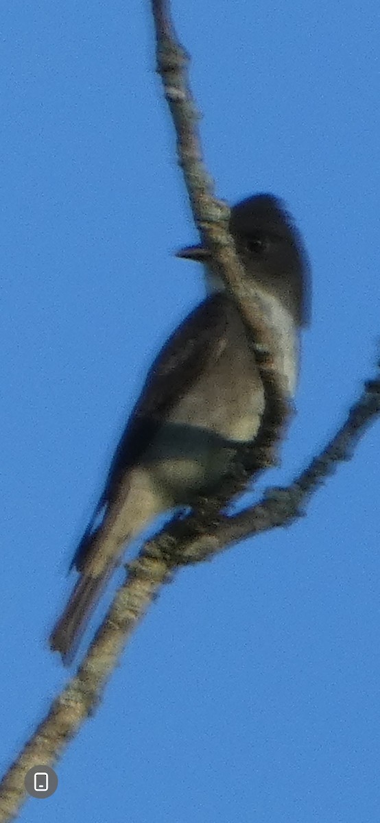 Olive-sided Flycatcher - ML641193979