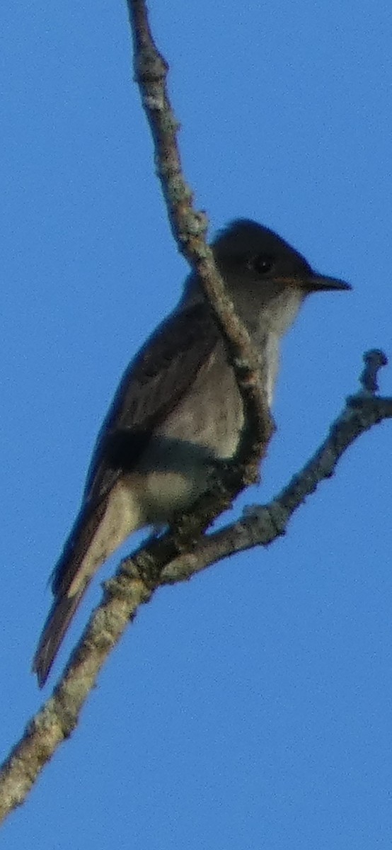 Olive-sided Flycatcher - ML641193980