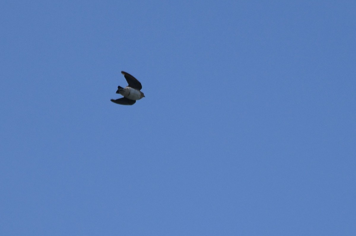 Cave Swallow - ML641193985