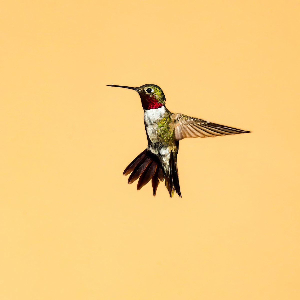 Broad-tailed Hummingbird - ML641194026