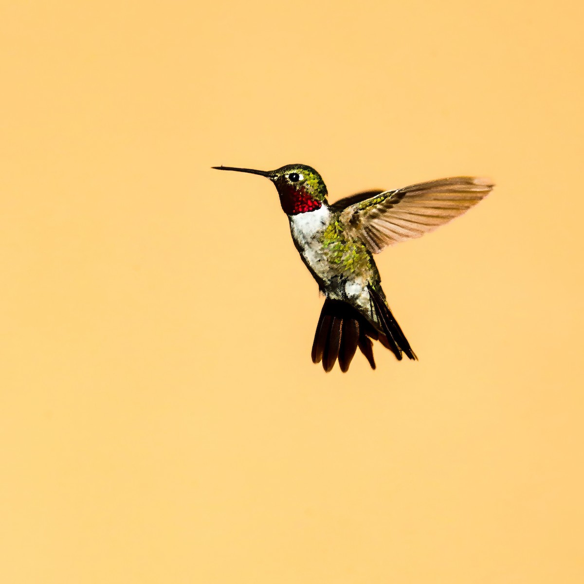 Broad-tailed Hummingbird - ML641194027
