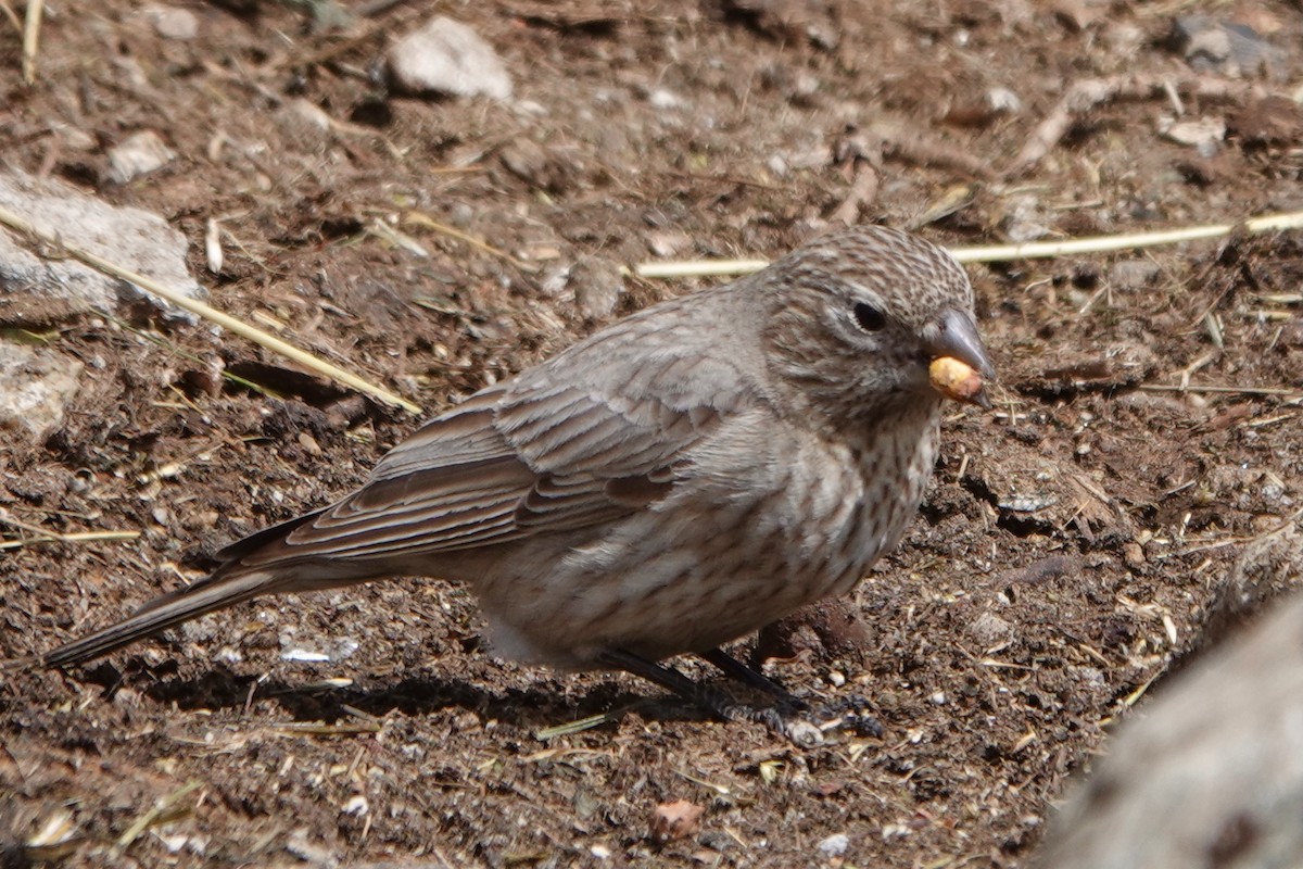 Great Rosefinch - ML641194052