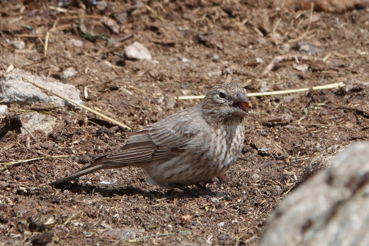 Great Rosefinch - ML641194053