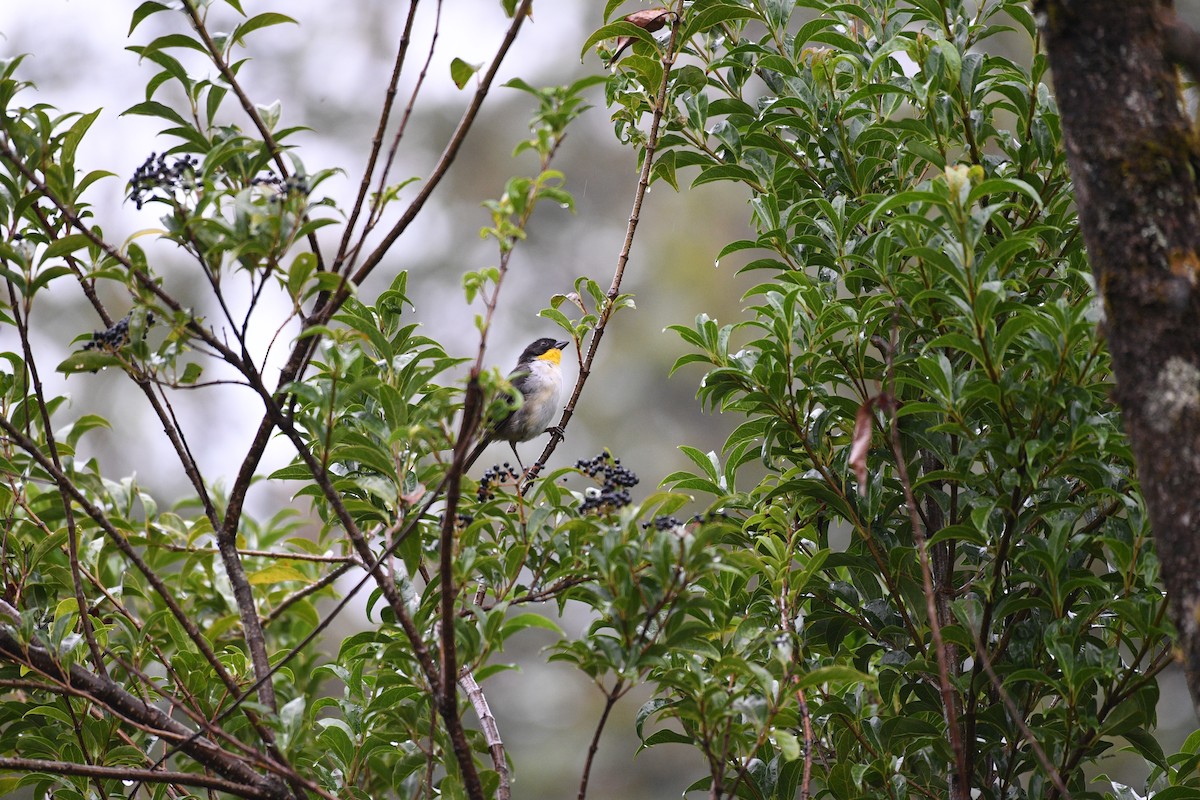 White-naped Brushfinch - ML641194110