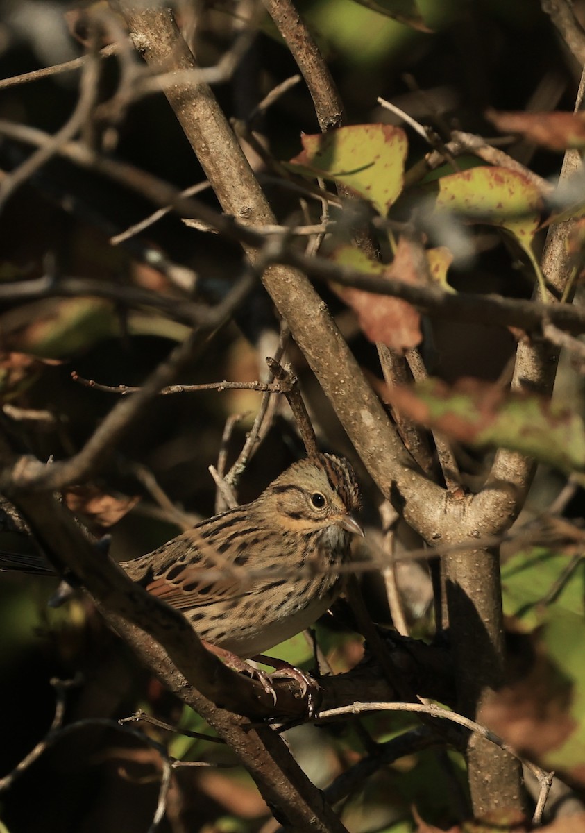 Lincoln's Sparrow - ML641194114