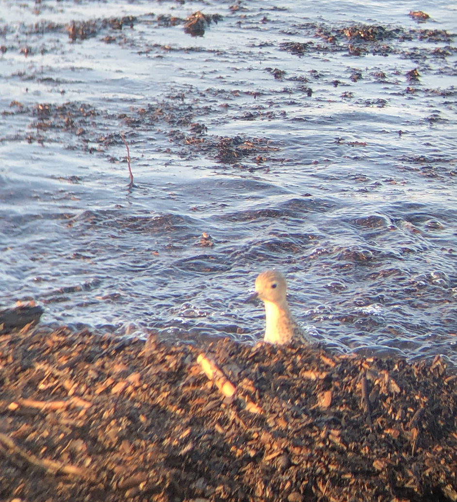 黃胸鷸 - ML641194118