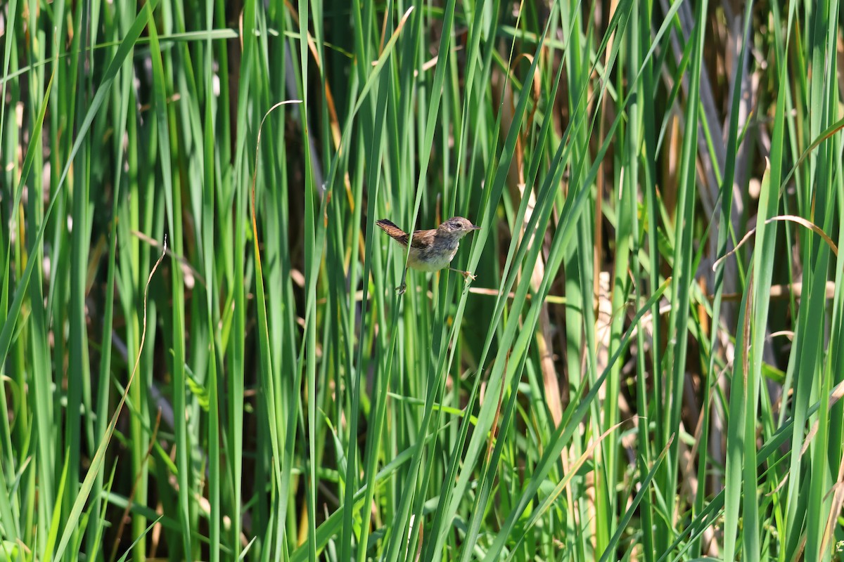 Marsh Wren - ML641194155