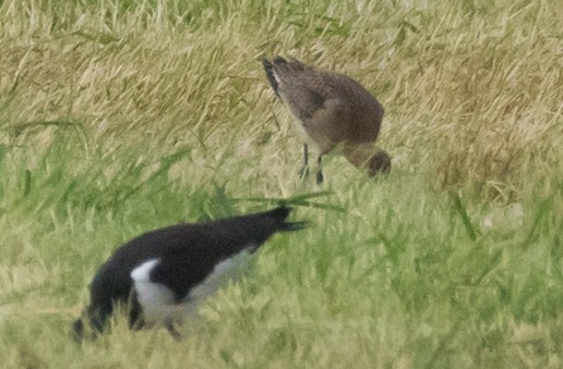 Bar-tailed/Black-tailed Godwit - ML641194174