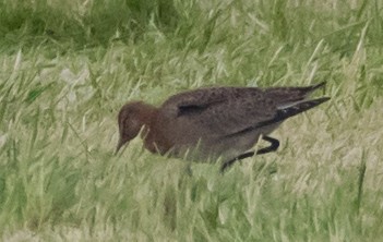 Bar-tailed/Black-tailed Godwit - ML641194193